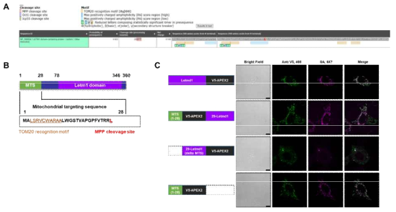 Letmd1의 미토콘드리아 표적서열 예측 및 검증