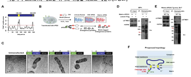 Letmd1의 미토콘드리아 내 세부위치 및 위상 규명