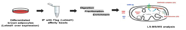IP-MS를 이용하여 Letmd1과 결합 가능성을 가지는 단백질 동정