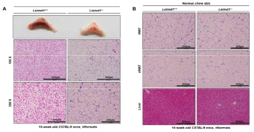 Letmd1 결손 마우스 조직의 형태적 및 병리적 분석