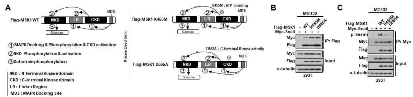 Kinase activity가 억제된 MSK1 kinase mutant 제작 및 확인