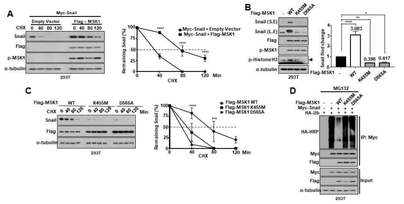 Snail 단백질의 stability 증가에 MSK kinase activity의 중요성 확인