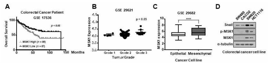 대장암 환자 및 세포주에서 MSK1 kinase와 Snail 단백질 발현 확인