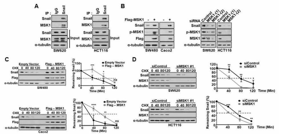 대장암 세포주에서 MSK1 kinase의 발현예 따른 Snail 단백질의 발현 및 stability 변화 확인