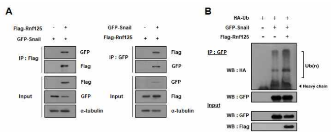 Rnf125에 의한 Snail 단백질의 ubiquitination 확인