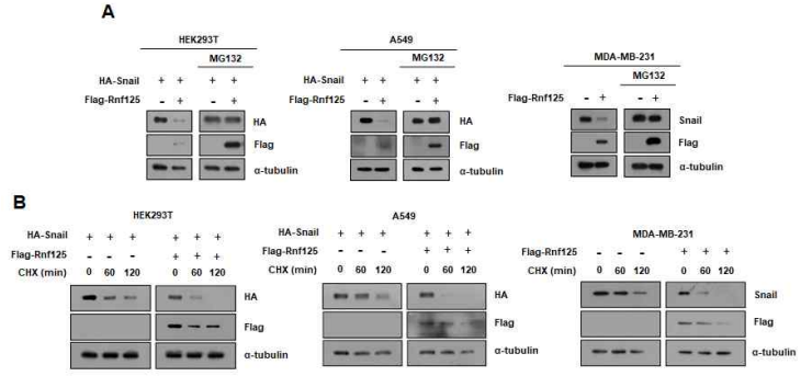 Rnf125에 의한 Snail 단백질의 stability 감소 확인