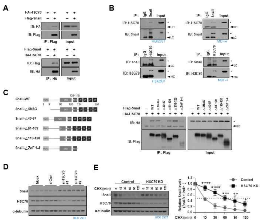 Snail과 HSC70의 interaction 및 HSC70 발현에 의해 Snail 단백질의 stability 변화 확인