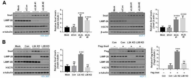 LAMP2A receptor 발현 억제시 Snail 단백질의 발현 증가 확인