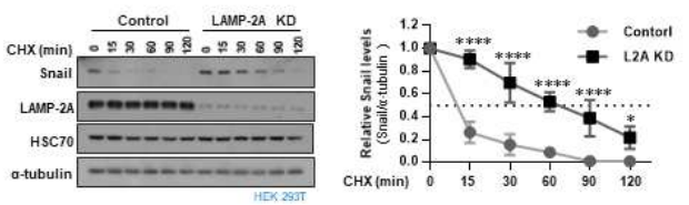 LAMP2A receptor 발현 억제시 Snail 단백질의 stability 증가 확인