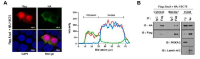 Snail 단백질이 세포질에서 HSC70과 interaction함을 확인함