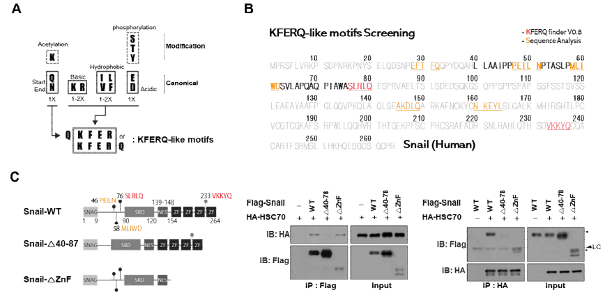 Snail 단백질에 존재하는 CMA-targeting motifs