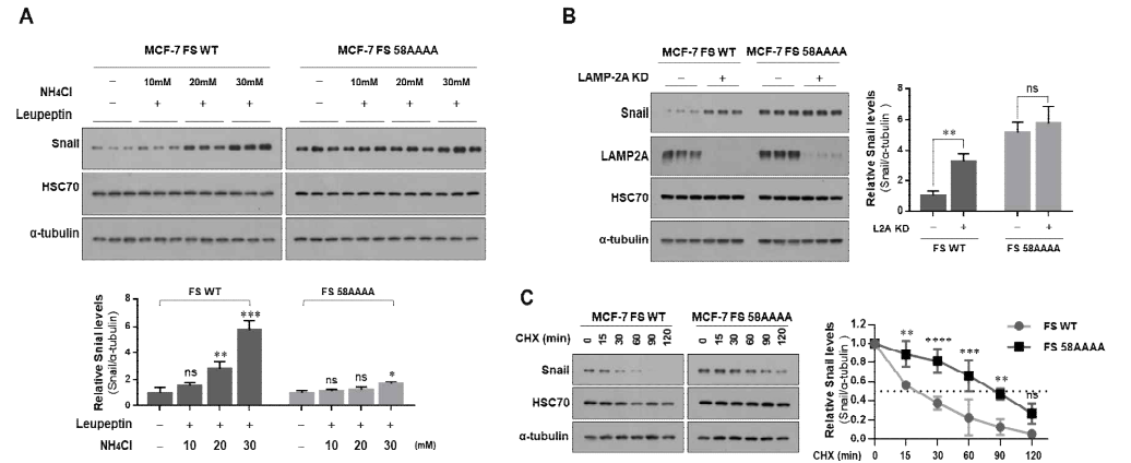 Snail 단백질에 존재하는 CMA-targeting motif가 Snail 단백질의 stability에 미치는 영향 규명