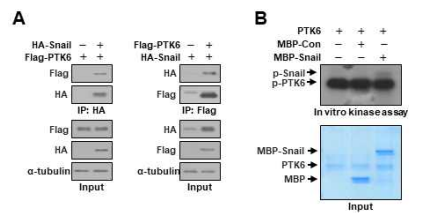 PTK6와 Snail의 interaction 및 PTK6에 의한 Snail phosphorylation 검증