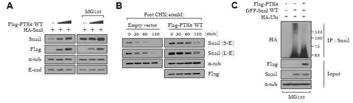 PTK6에 의한 Snail 단백질의 stability 증가 확인