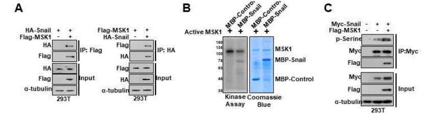 MSK1 kinase에 의한 Snail 단백질의 phosphorylation 확인