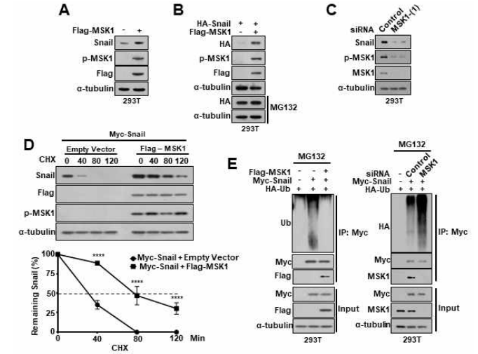 MSK1 kinase 발현에 의한 Snail 단백질의 stability 증가 확인