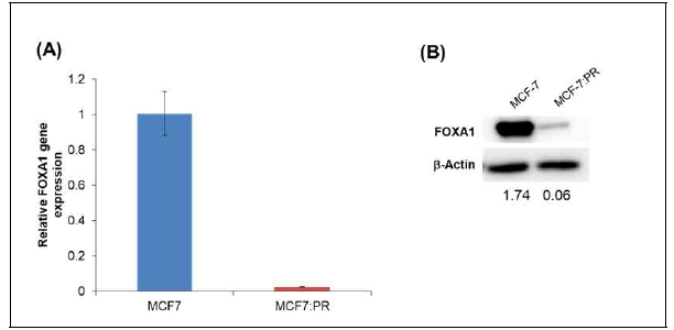 MCF-7 및 MCF-7:PR 세포주에서 FOXA1 발현도. (A) mRNA 발현도를 보여주는 RT-qPCR 결과 및 (B) 단백질 수준에서의 발현차이를 보여주는 Western blot 결과