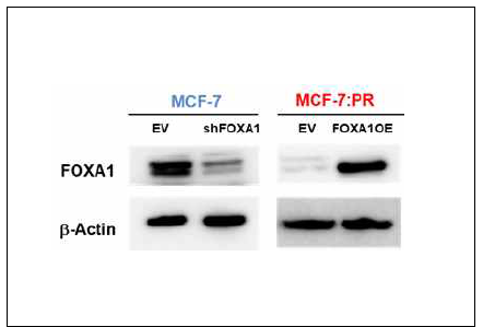 FOXA1 저발현 및 과발현 세포주 모델 구축. shFOXA1 플라스미드 및 pCDNA3.0_FOXA1 플라스미드를 활용하여 MCF-7 및 MCF-7:PR stable clone을 확립함. Western blot으로 FOXA1의 발현도를 확인함