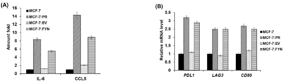 PCB 내성 및 FYN 과발현 MCF_7 세포주에서 면역 조절 사이토카인 (A) 및 억제성 면역관문 기능 유전자 발현량 고찰. 세포배양액내 존재하는 cytokine은 ELISA 정량함. 면역관문 유전자는 각 세포주의 RNA로부터 RT qPCR 수행함