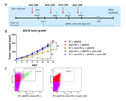 항CD8 항체(red arrow)를 이용한 cytotoxic CD8+ T-cell 억제시 종양의 크기 변화