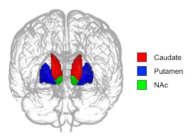 Striatum seed 영역