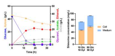 TAL1 유전자 파쇄에 따른 시노린 생산량 증대