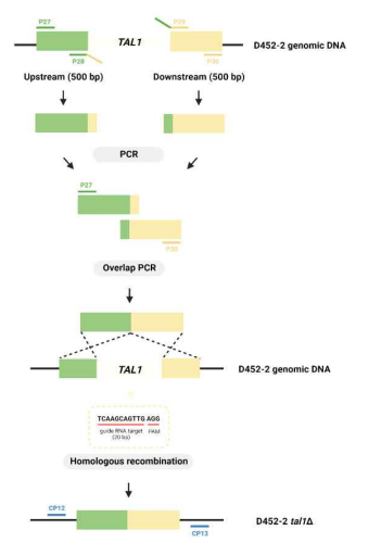 TAL1 유전자 파쇄를 위한 카세트 제작 및 파쇄 방법