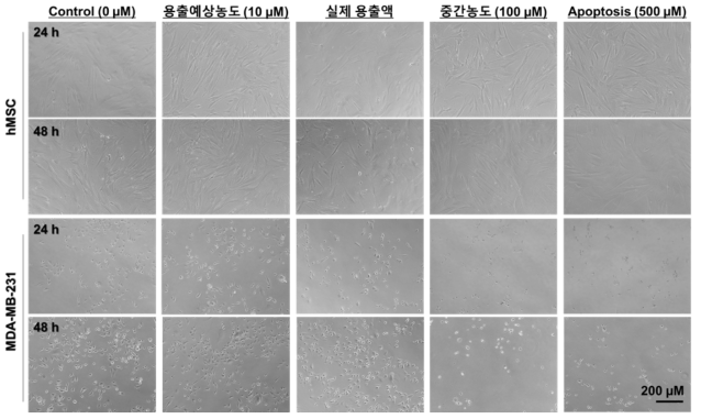 hMSC, MDA-MB-231 의 H2O2 농도변화와 용출액 노출시간에 따른 morphology 변화