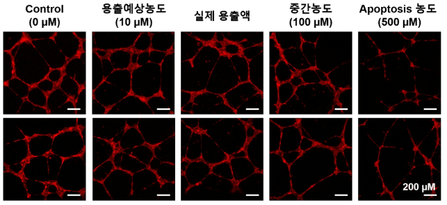 H2O2 농도에 따른 혈관세포의 혈관재생능력 분석