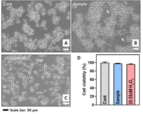 Raw264.7 대식세포(macrophage, A)의 Mg 박막 용출액(sample 표기, B) 및 과산화수소 첨가 배양액(C)에 의한 cell viability(D) 및 morphology 변화