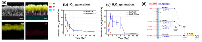 a: 연구에 사용한 Mg/Zn 이중층, b-c: 수퍼옥사이드와 과산화수소 발생 추세의 불일치, d: 부식전위 및 활성산소종별 생성 반응 및 에너지 준위