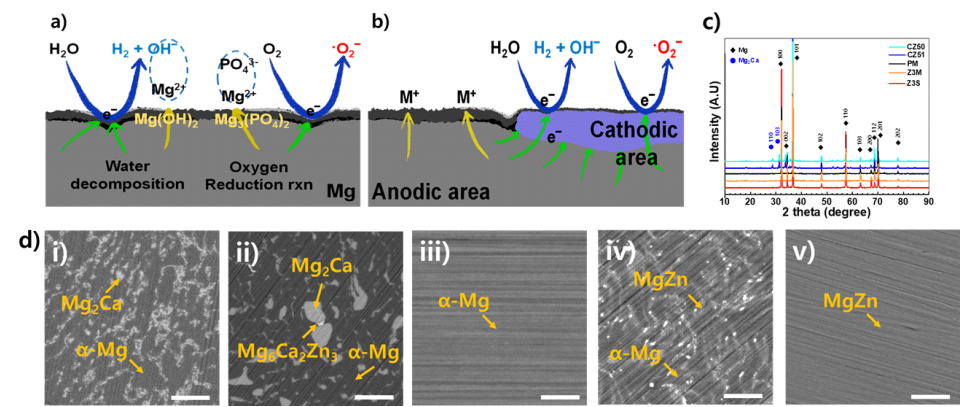 단상의 순수 Mg 표면에서는 산화 및 환원 반응이 부분적으로 동시에 일어나게 됨(a). 그러나 다상(多相)의 Mg 합금에서는 산화와 환원이 상 영역별로 일어나게 되어 활성산소 생성에 영향을 미침(b). (c~d) 연구에 사용된 금속의 XRD 및 SEM 데이터
