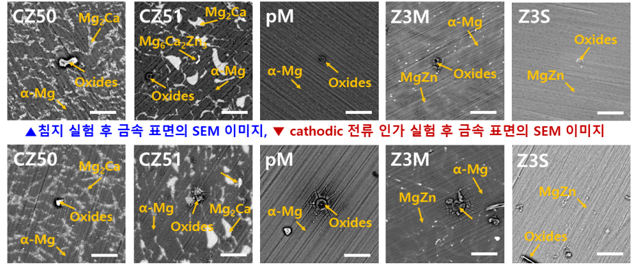 침지 실험 및 cathodic 전류 인가 실험 후 부식된 금속 표면의 SEM 이미지