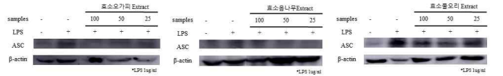 ASC western blot 결과