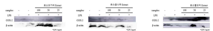 COX-2 억제 활성 평가