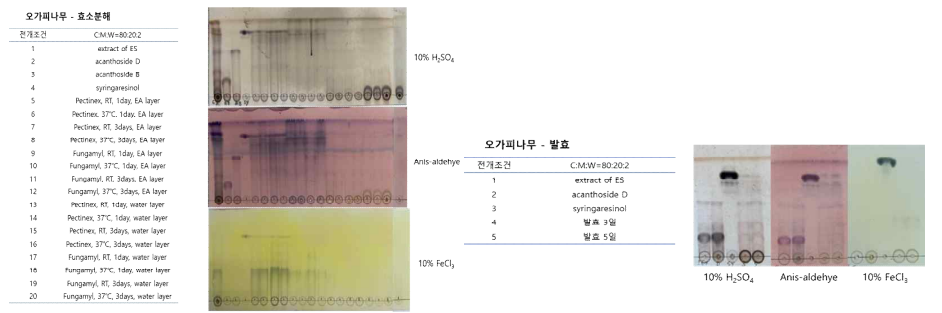 오가피나무의 조건별 생물전환물 및 화합물의 TLC. (좌) 효소분해물, (우) 발효물