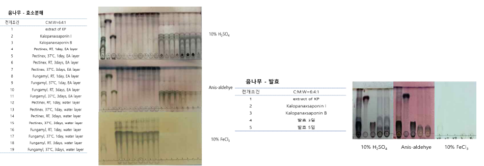 음나무의 조건별 생물전환물 및 화합물의 TLC. (좌) 효소분해물, (우) 발효물