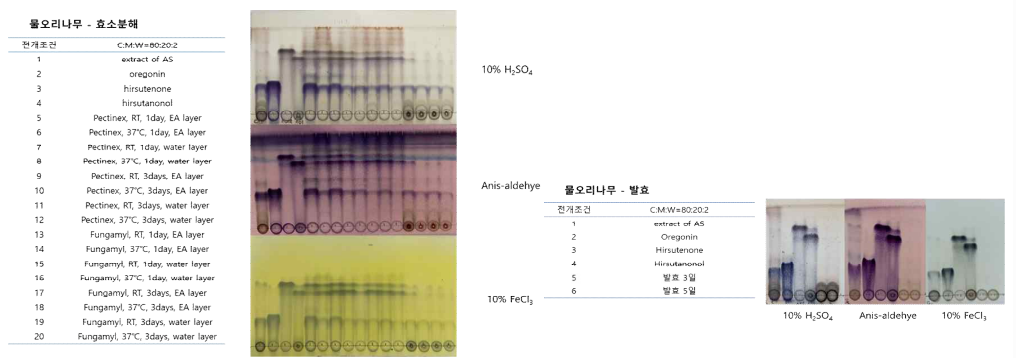 물오리나무의 조건별 생물전환물 및 화합물의 TLC. (좌) 효소분해물, (우) 발효물