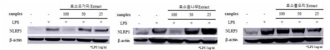 NLRP3 western blot 결과