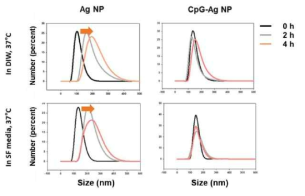 수용액과 DMEM 배양액에서의 Ag NP와 CpG/Ag NP의 시간에 따른 평균 크기 변화