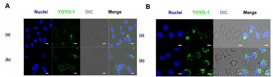 Confocal laser scanning microscopy (CLSM)를 이용한 intracellular trafficking 관찰. (A) HeLa 세포, (B) RAW264.7 세포