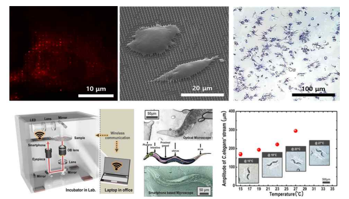 나노구조 칩 위에서의 실시간 바이오 물질 이미징 (세포 이미징 / C.Elegans 이미징)