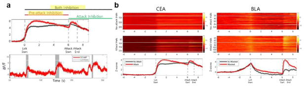 섬유광도법을 활용하여 로봇 포식자의 위협이 존재하는 상황에서 먹이를 탐색하는 동안 CEA와 BLA 영역에서 발생하는 신경 활동의 변화를 기록하고 비교함