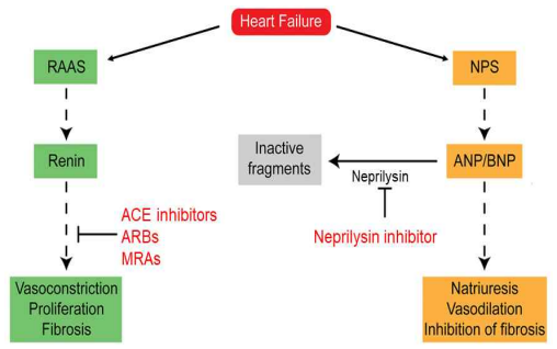Major sites of drug action for heart failure