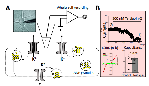 GIRK 기능과 ANP 분비 측정방법 모식도. A. GIRK 활성과 ANP vesicle fusion에 의한 capacitance 변화 측정. B.심실세포에서 tertiapin Q에 의한 GIRK 억제와 capacitance 감소