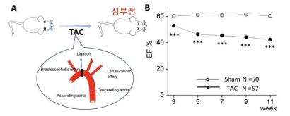 심부전 동물 모델 확립. A. transverse aortic constriction (TAC) 방법 모식도. B. TAC 수술 후 ejection fraction (EF)의 변화