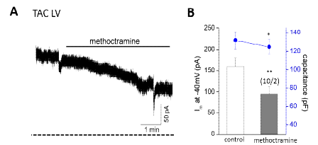 M2 muscarinic receptor 억제에 의한 membrane capacitance 감소