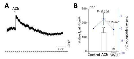 심부전 심실세포에서 GIRK 활성 증가에 따른 membrane capacitance 증가