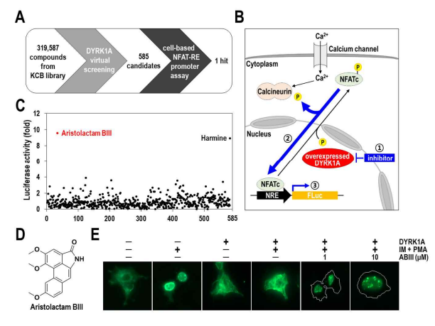 신규한 DYRK1A 억제 저분자물질 aristolactam BIII 발굴