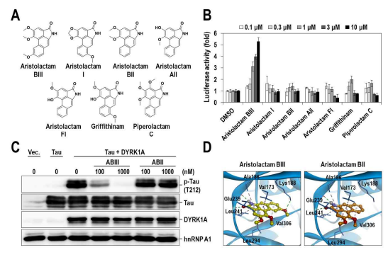 Aritolactam BIII과 DYRK1A Lysine 188의 수소결합의 중요성